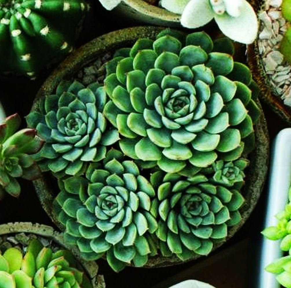 Seeds Of Strength mini succulents seeds for fairy gardens adding whimsy and texture.