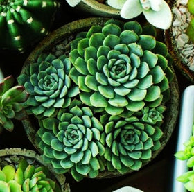 Seeds Of Strength mini succulents seeds for fairy gardens adding whimsy and texture.