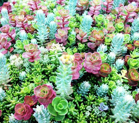 Seeds Of Strength mini succulents seeds for wedding favors a living keepsake.