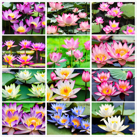 Seeds Of Strength miniature water lily seeds in a bowl create a serene water garden.