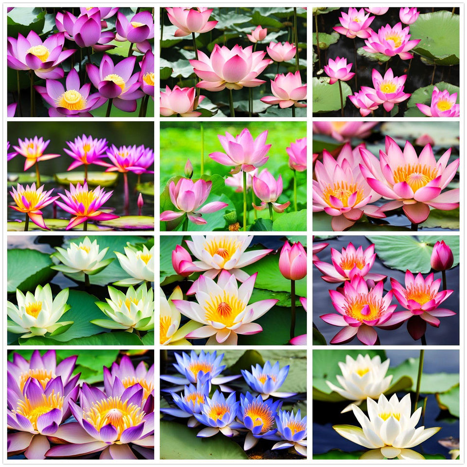 Seeds Of Strength miniature water lily seeds in a bowl create a serene water garden.