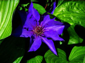 Seeds Of Strength clematis flowers close-up hint at showy blooms