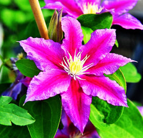 Seeds Of Strength clematis seeds used as cut flowers inspiration