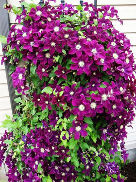 Seeds Of Strength clematis seeds in small pots supporting healthy start