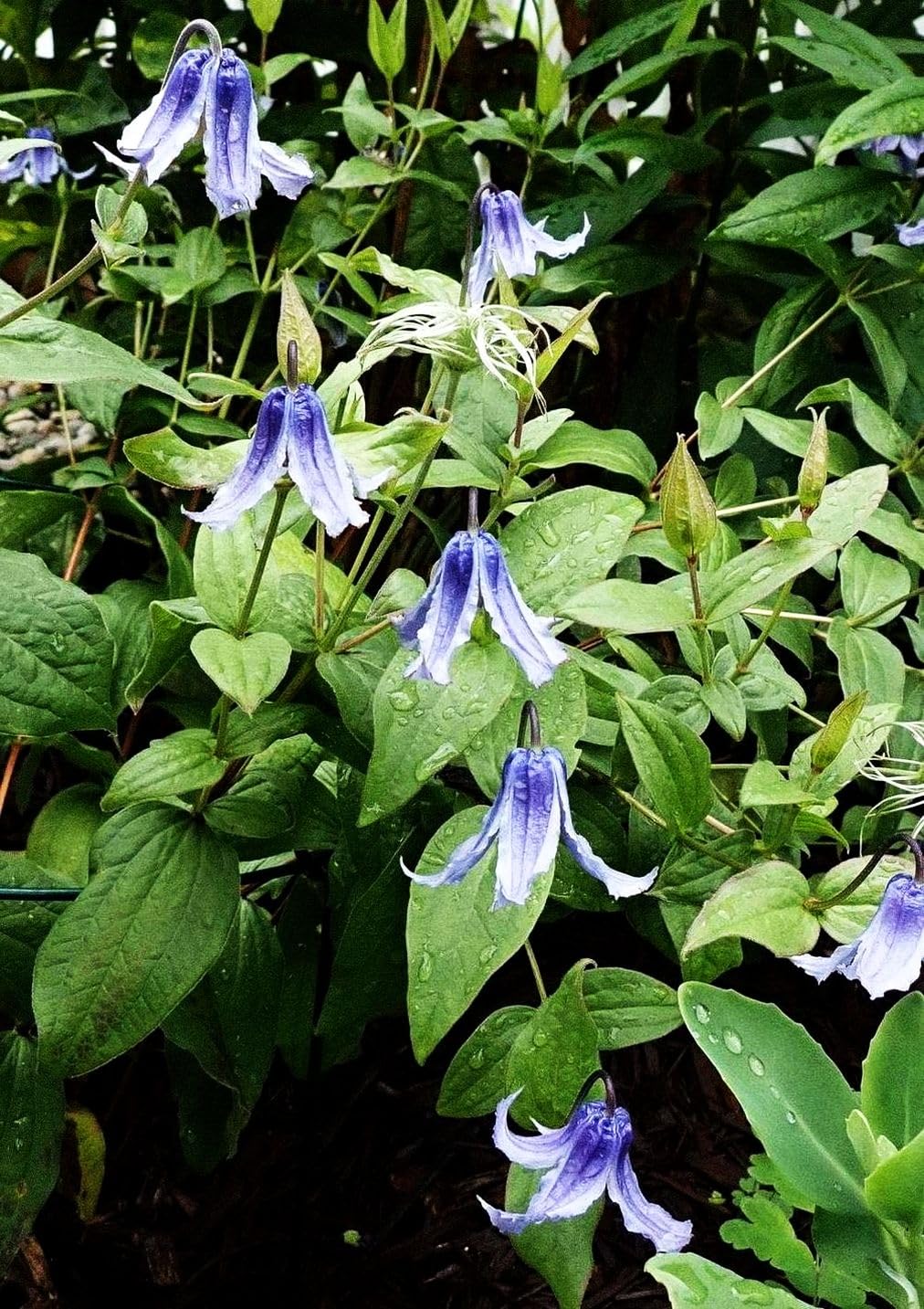 Seeds Of Strength clematis seeds thriving in sunny window spot