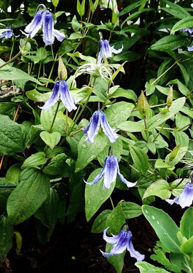 Seeds Of Strength clematis seeds thriving in sunny window spot
