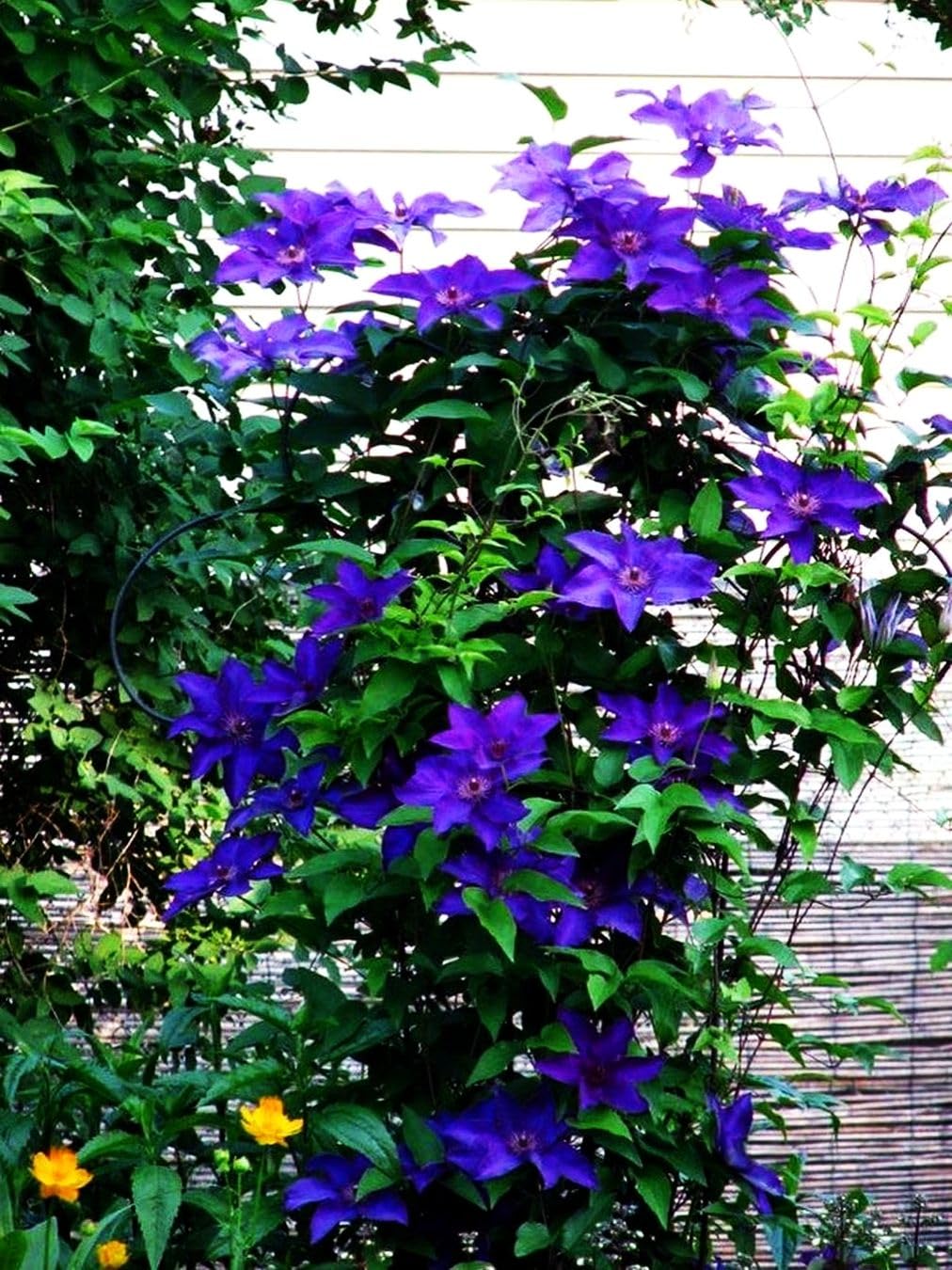 Seeds Of Strength clematis seeds developing into vigorous vines