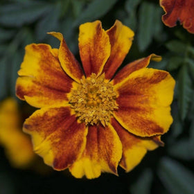 Seeds Of Strength marigold seeds germinating with simple indoor-start steps