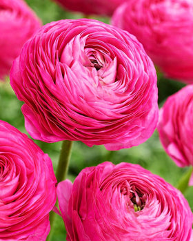 Seeds Of Strength mixed peony ranunculus bulbs pink bloom for vibrant garden color