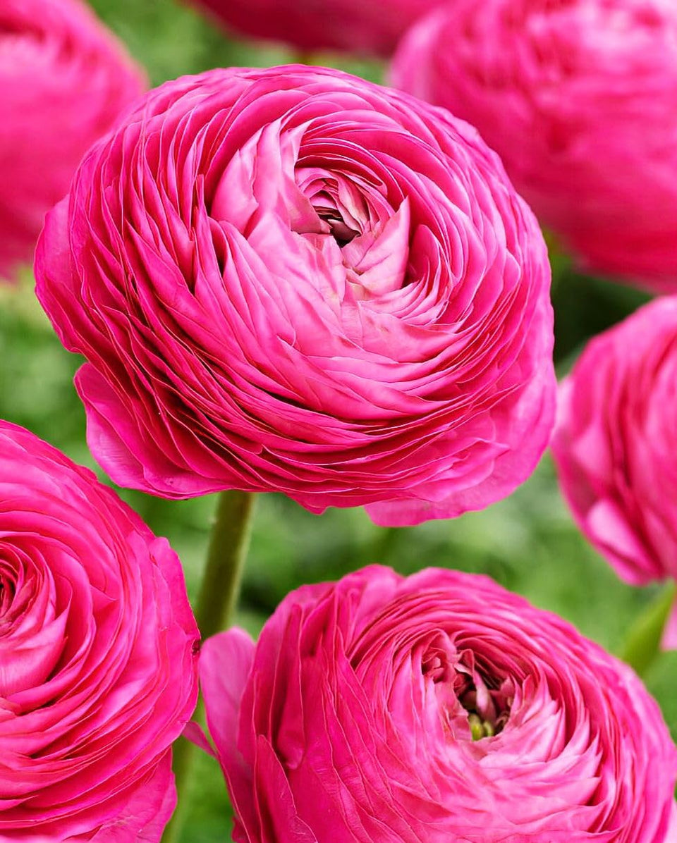 Seeds Of Strength mixed peony ranunculus bulbs pink bloom for vibrant garden color