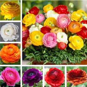 Seeds Of Strength mixed peony ranunculus bulbs with rainbow blooms for vibrant gardens