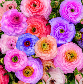 Seeds Of Strength mixed ranunculus bulbs showing rainbow blooms in a garden bed