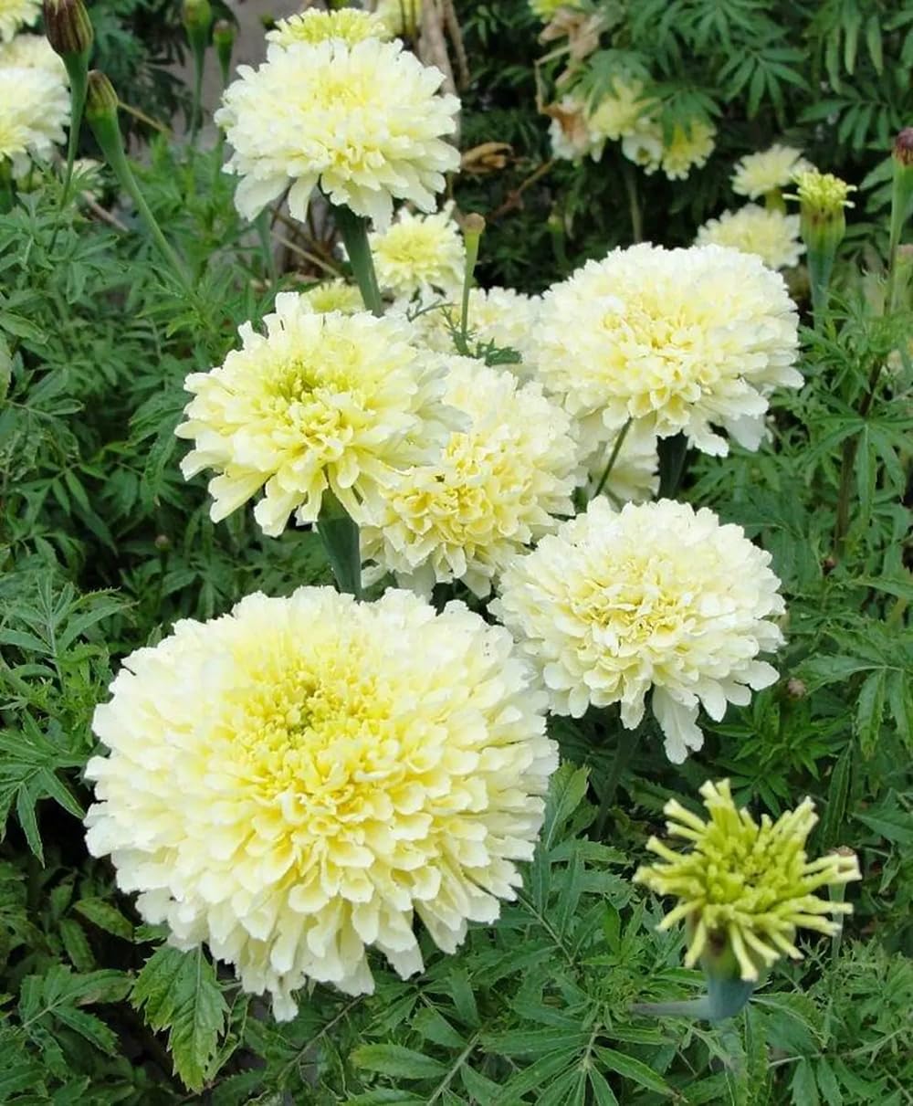 Moonlight Marigold bloom close-up highlights creamy white double petals for standout garden borders