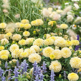 Moonlight Marigold border image shows luminous color along paths and beds