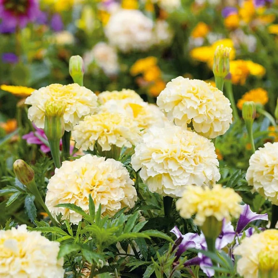 Seeds Of Strength Moonlight Marigold seeds packet ready for easy planting and germination