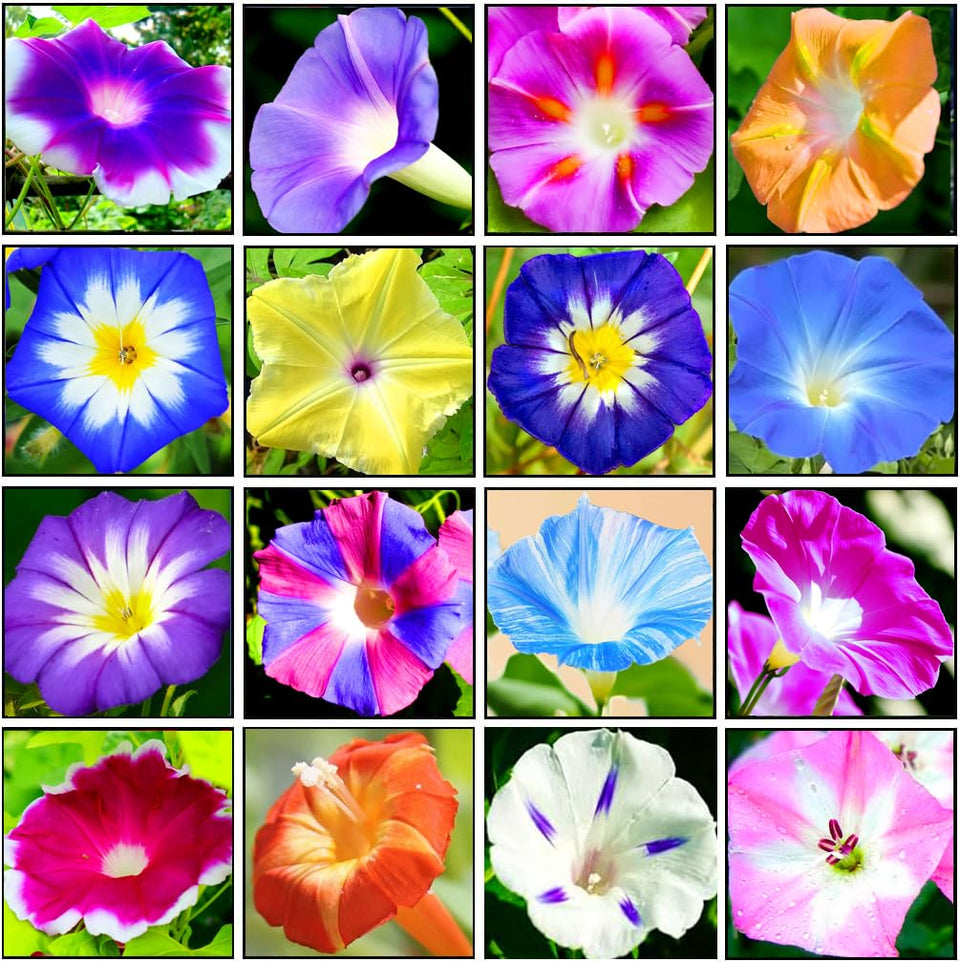 Seeds Of Strength morning glory seeds packet showcases vibrant color for fences and trellises.