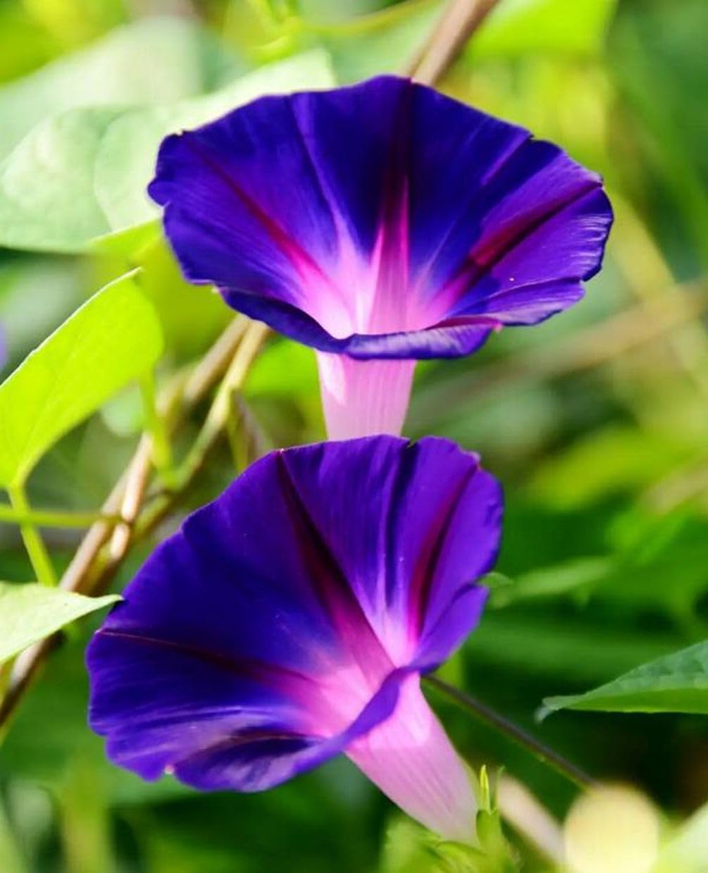 Seeds Of Strength mixed blooms cover a wall with quick-growing climbing vines.