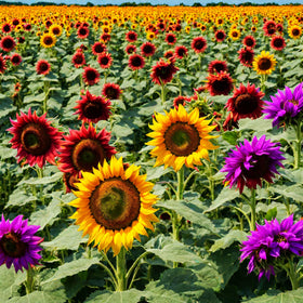 Seeds Of Strength multicolor dwarf sunflower seed close-up showing vibrant blooms for borders.