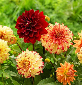Seeds Of Strength non-gmo heirloom dahlia seeds promote biodiversity in home gardens.