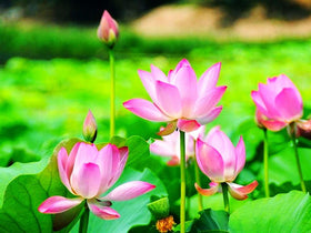 Seeds Of Strength non-GMO heirloom water plants support healthy growth.