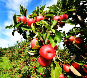Open pollinated non GMO Honey Crisp seeds preserve authentic genetics for local adaptation.