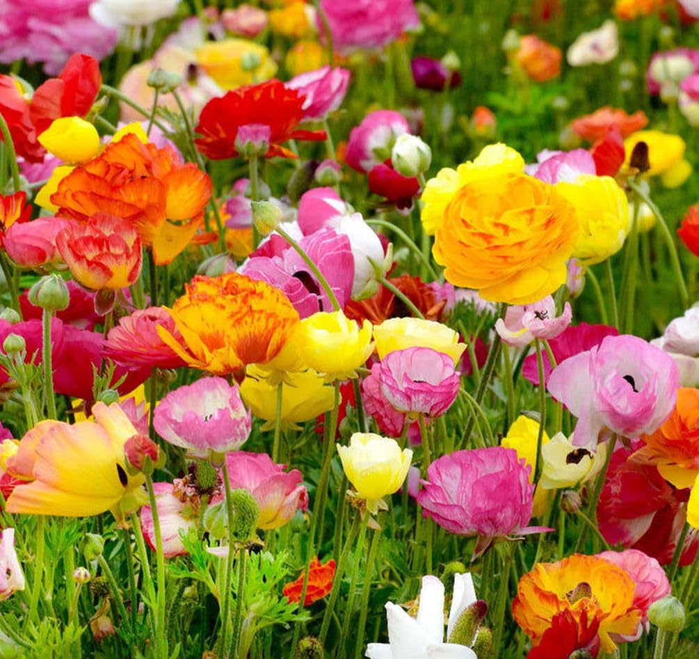 Seeds Of Strength versatile bulb for outdoor borders and indoor arrangements