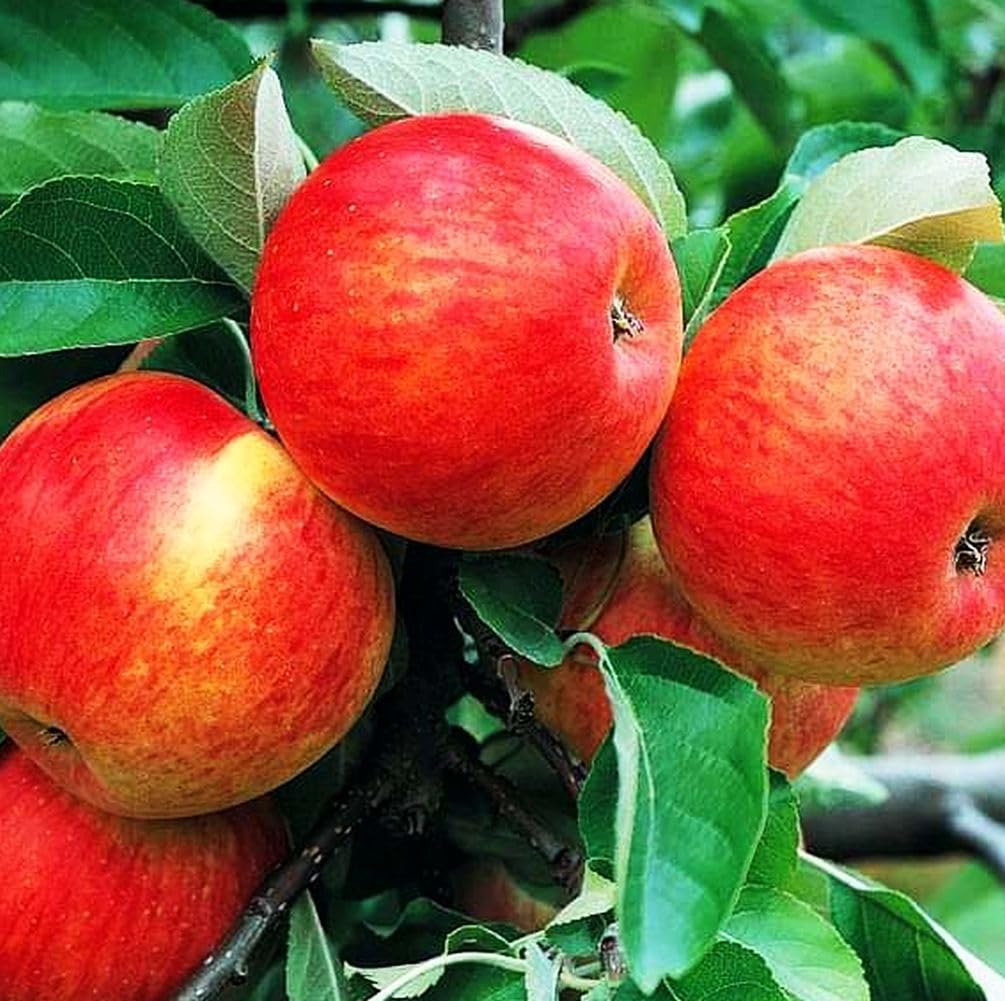 Outdoor planting step highlights spacing and soil prep for robust Honey Crisp trees.