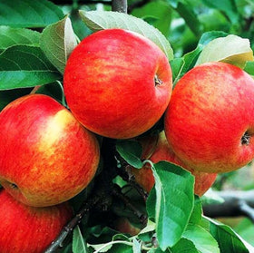 Outdoor planting step highlights spacing and soil prep for robust Honey Crisp trees.