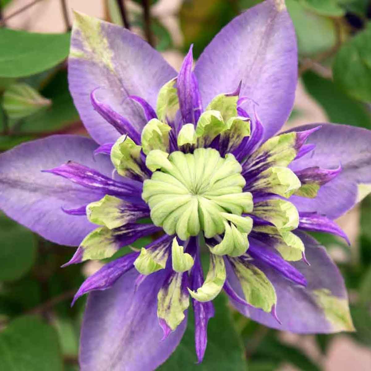 Seeds Of Strength outdoor vine gardening with Clematis seeds ready for planting.