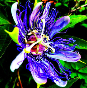 Seeds Of Strength Passiflora vine for patios adds tropical flair to outdoor containers.