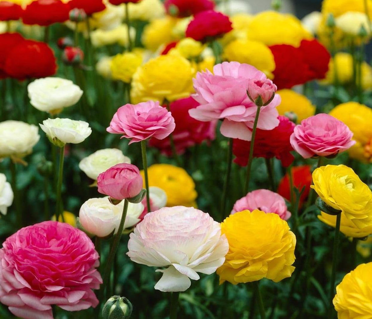 Seeds Of Strength peony-like elegance with multi-layered petals for refined outdoor décor