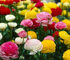 Seeds Of Strength peony-like elegance with multi-layered petals for refined outdoor décor