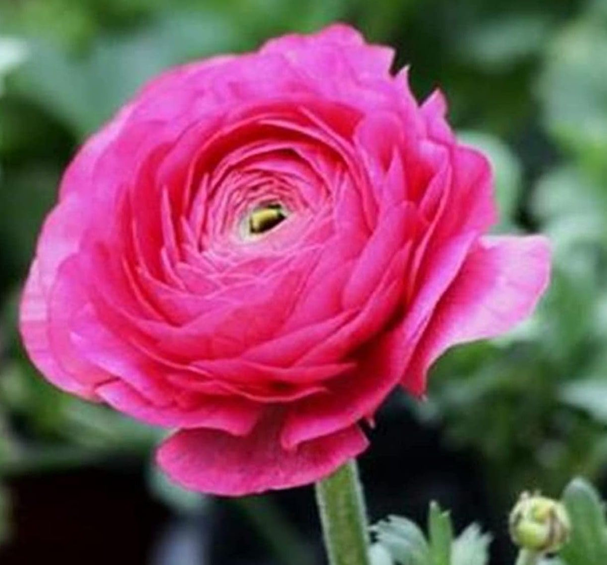 Seeds Of Strength peony-like elegant ranunculus bulbs add lush decorative blooms
