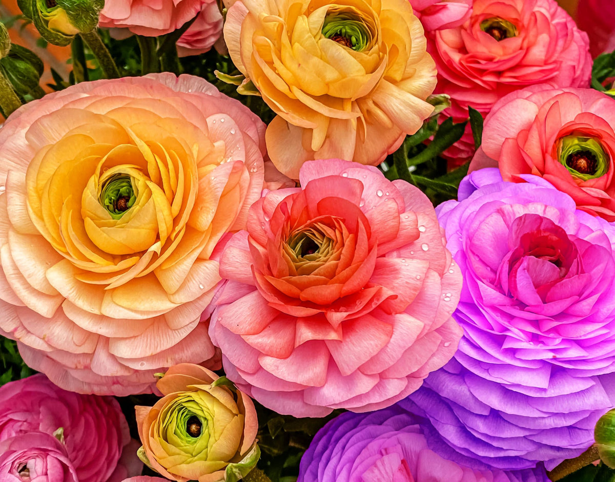 Seeds Of Strength ranunculus with peony-like petals ideal for elegant bouquets