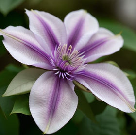 Seeds Of Strength perennial clematis plants for year-round garden depth.