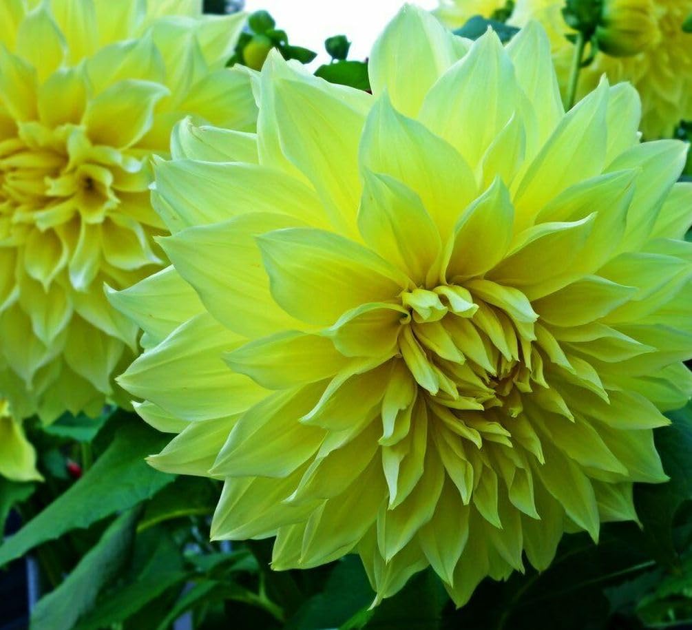 Seeds Of Strength perennial dahlia planting guide helps you plan blooms year after year.
