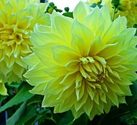Seeds Of Strength perennial dahlia planting guide helps you plan blooms year after year.