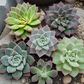Seeds Of Strength perennial heirloom non-GMO succulent seeds display varied shapes
