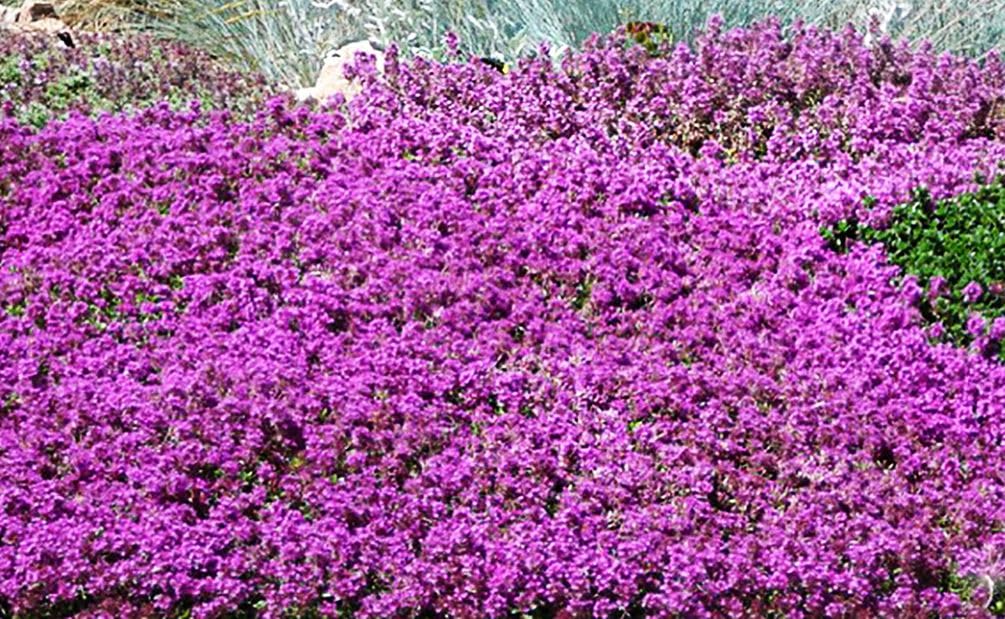 Seeds Of Strength hardy perennial thyme seeds suit borders and rock gardens