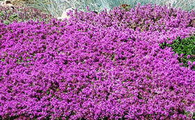 Seeds Of Strength hardy perennial thyme seeds suit borders and rock gardens