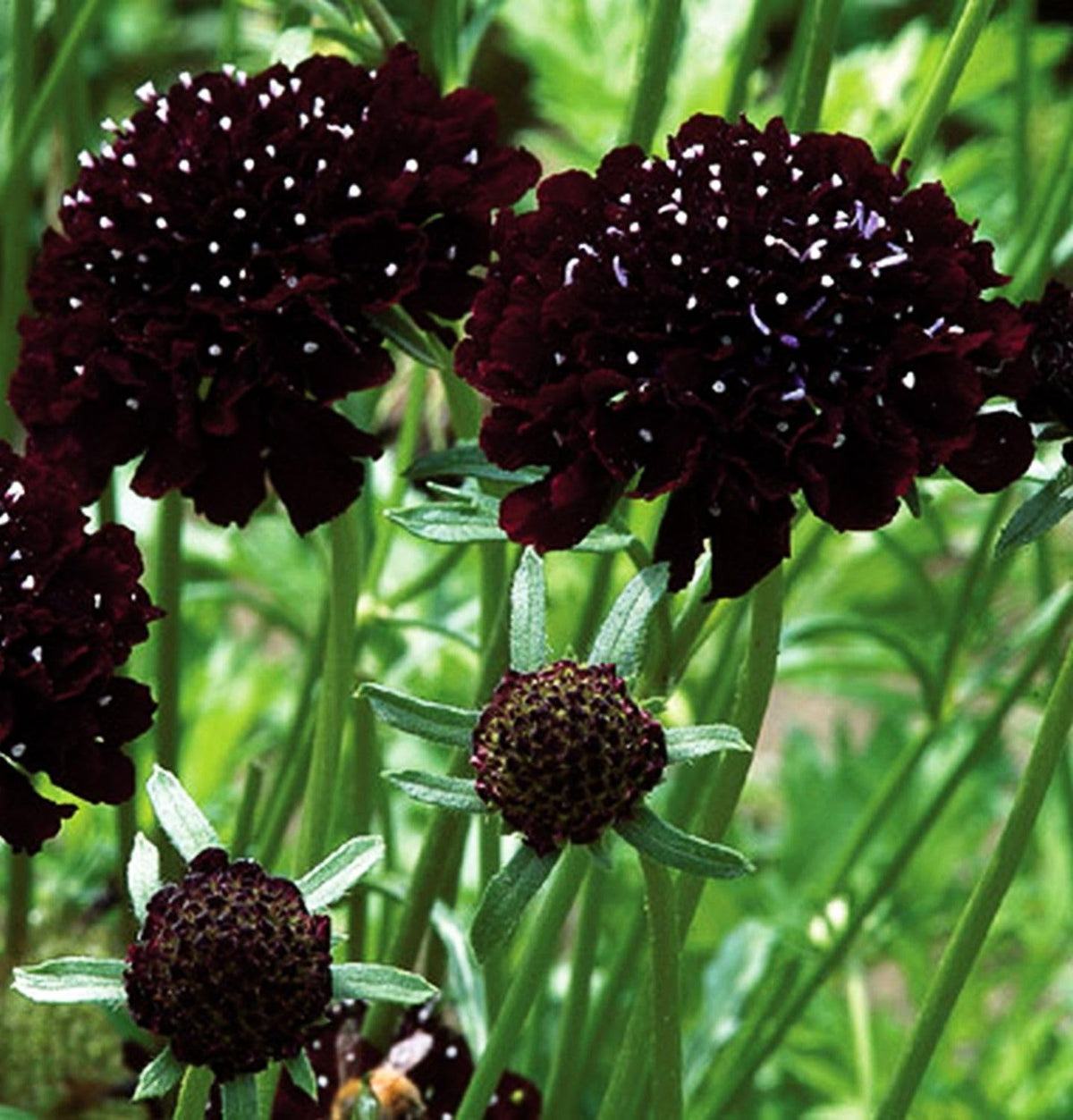 Pincushion flower bloom close-up showing purple petals for Seeds Of Strength