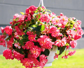 Seeds Of Strength pink begonia blooming in garden, exposing vibrant petals in partial shade.