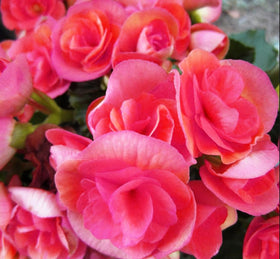 Seeds Of Strength pink begonia germination tray close-up, showing easy starting under grow lights.