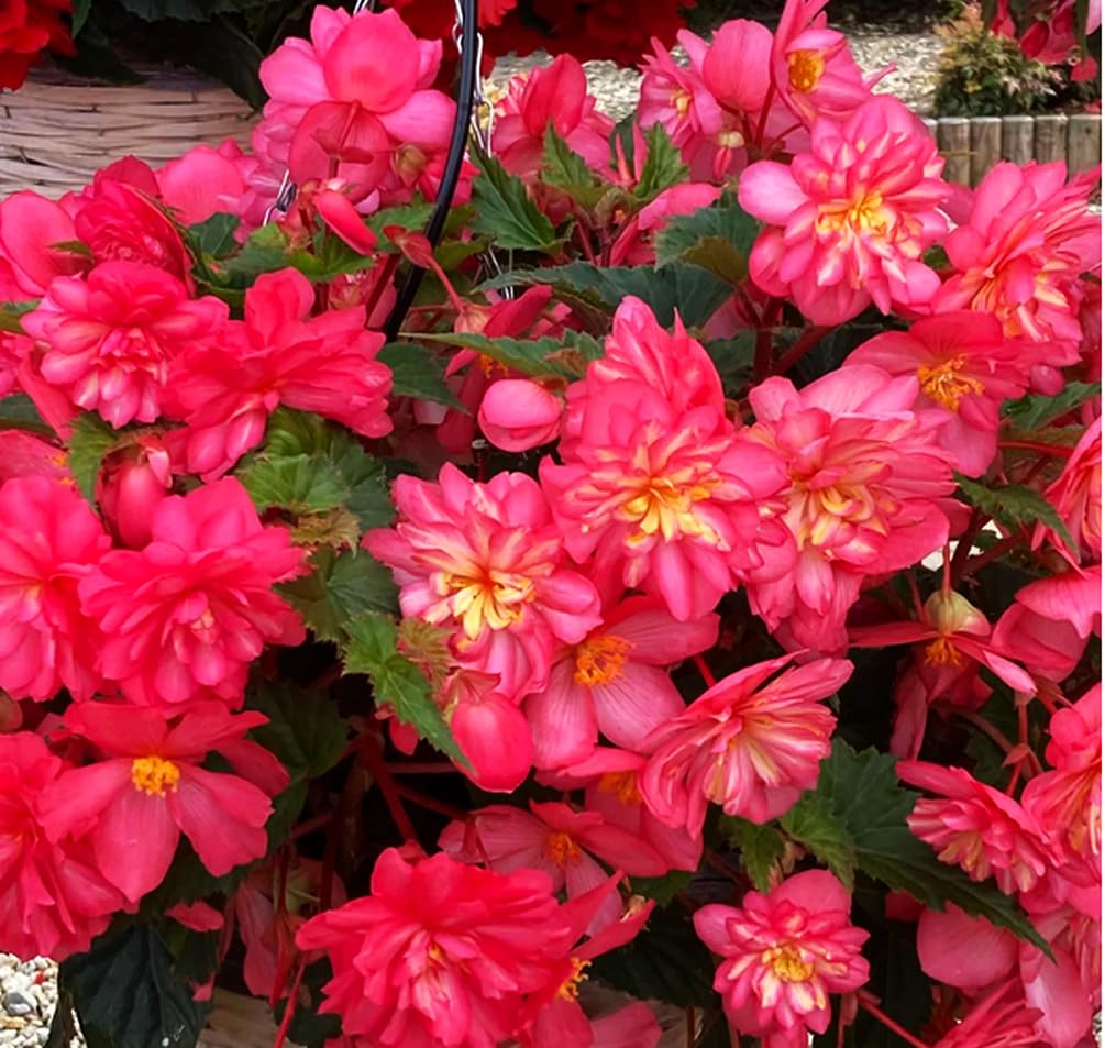 Seeds Of Strength pink begonia mature plant in shade, highlighting resilient color and compact height.