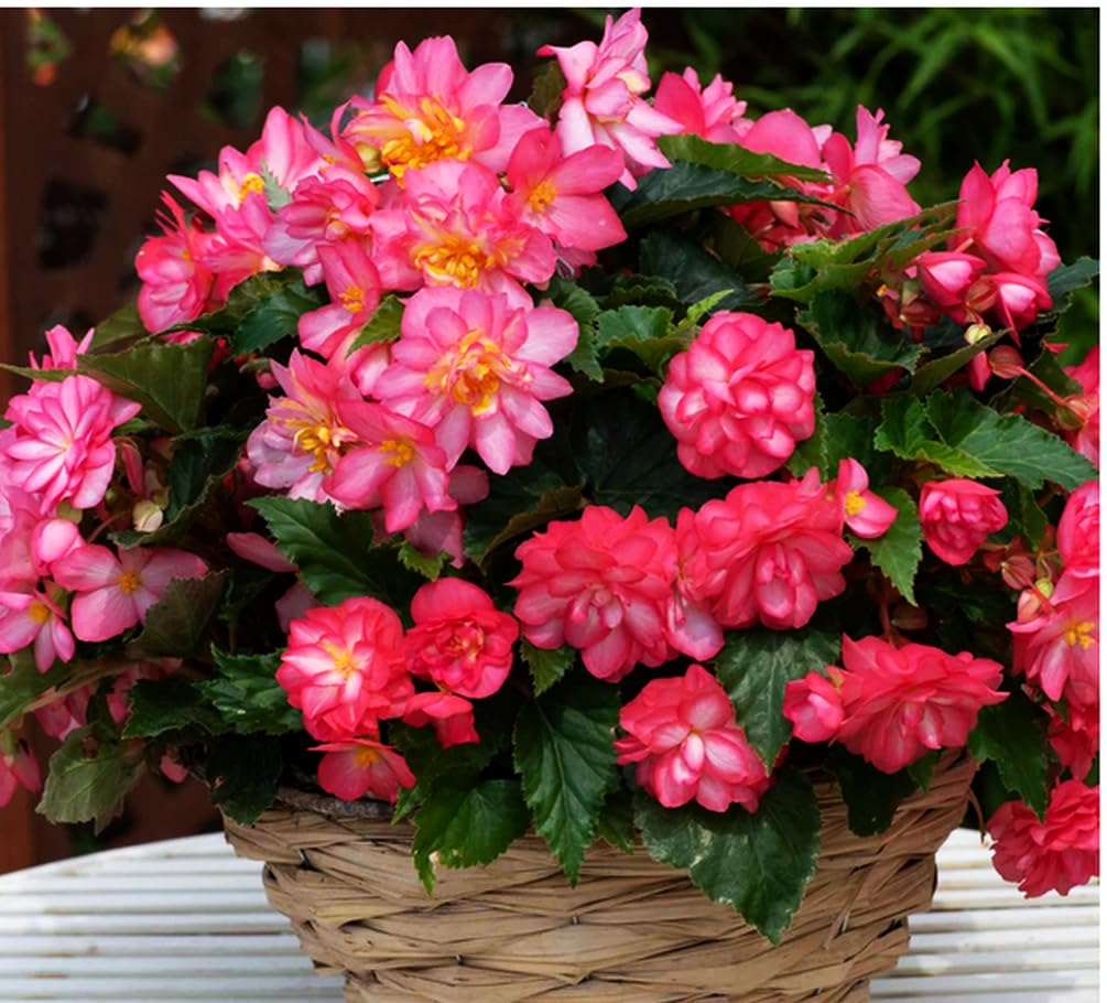 Seeds Of Strength pink begonia seedlings under grow lights thriving with steady moisture.