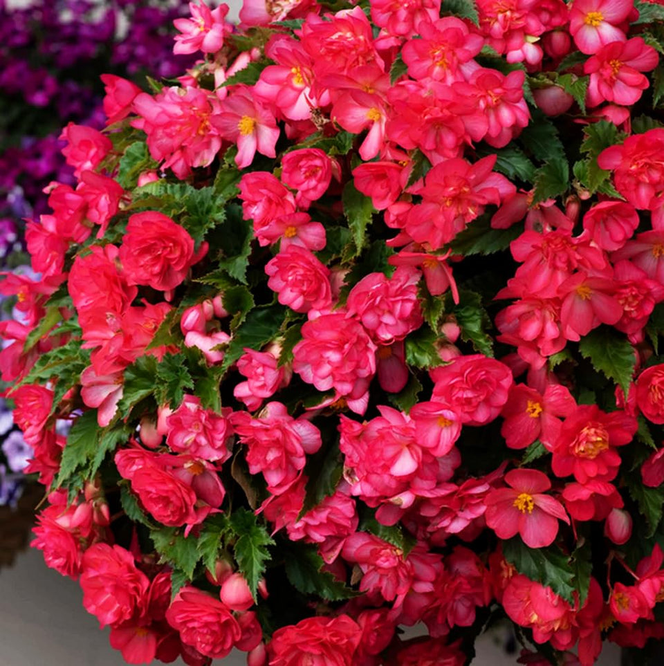 Seeds Of Strength pink begonia seeds pack front, ideal for quick-starting ornamental color in home gardens.