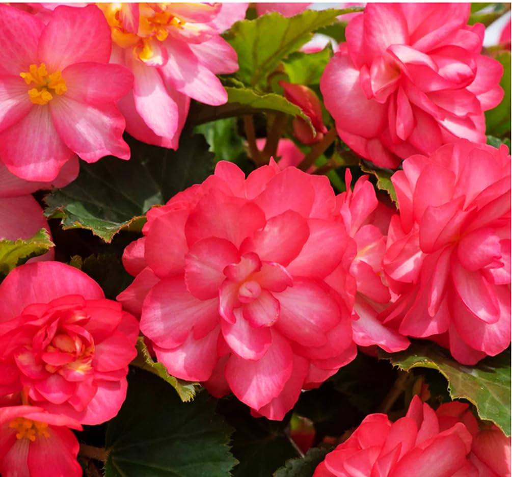 Seeds Of Strength pink begonia transplanting garden scene, showing proper spacing for healthy roots.