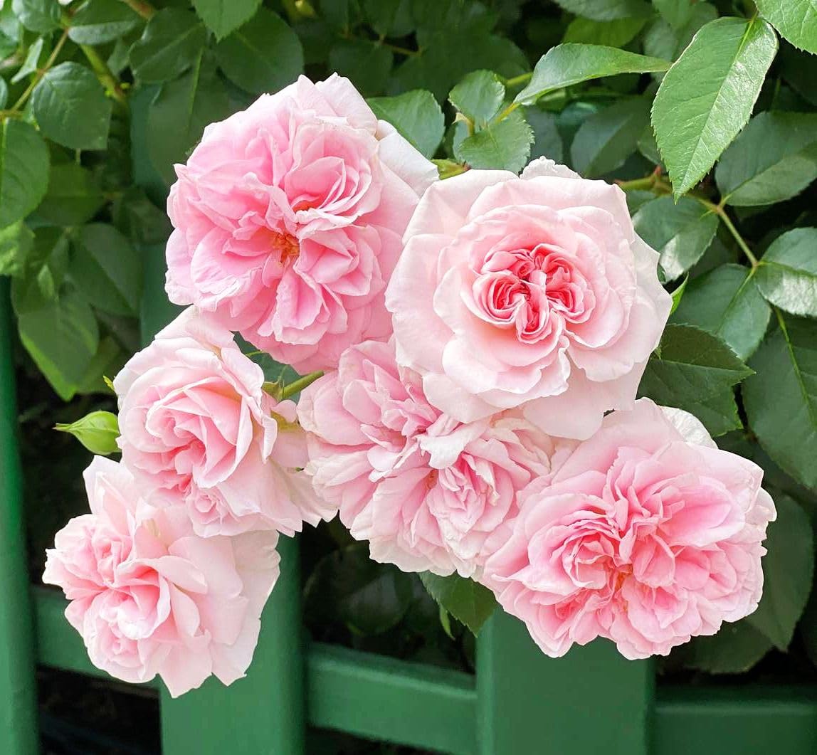 Seeds Of Strength pink climbing rose in home landscape