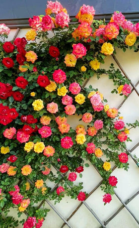 Seeds Of Strength pink climbing rose seeds offer spring bloom potential for colorful trellises