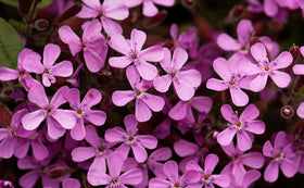 Seeds Of Strength pink rock soapwort flowers provide seasonal color in rock gardens.